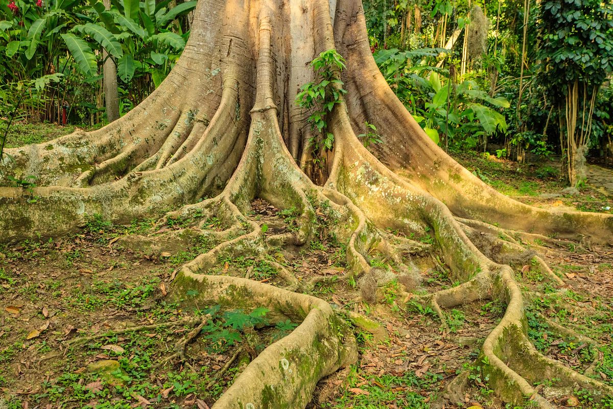 Raíces tabulares de un árbol grande extendiéndose sobre el suelo del bosque.