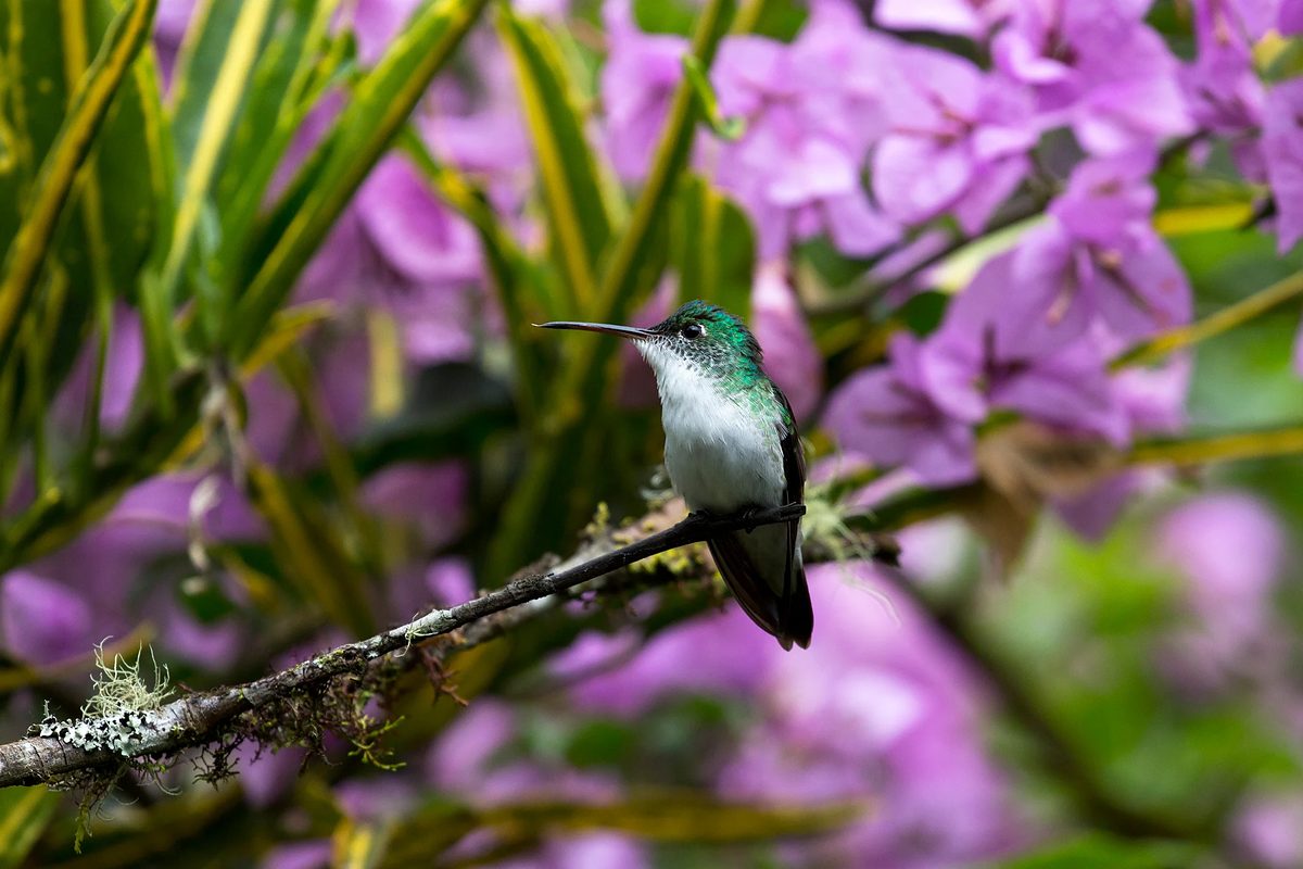 Colibrí posado en una rama cubierta de musgo entre flores.